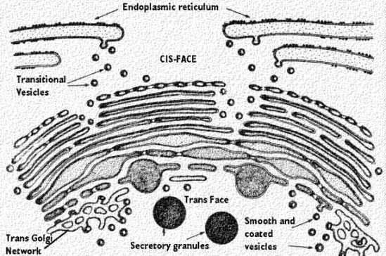 Featured image of post Drawing Of Endoplasmic Reticulum Another organelle in the cell is the endoplasmic reticulum er