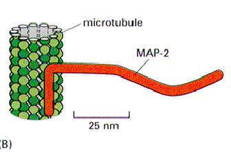 microtubule diagram