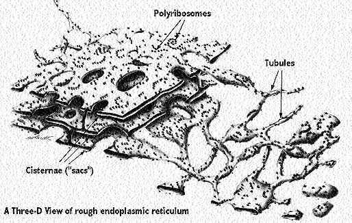 smooth endoplasmic reticulum pdf